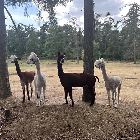 Aldeamento Turístico Boshuis Hoeve De Zuidrand