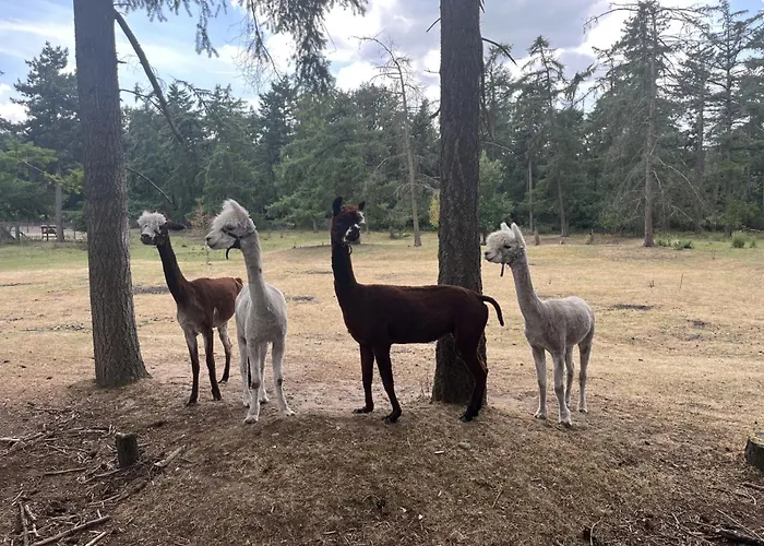 Vakantiepark Boshuis Hoeve De Zuidrand